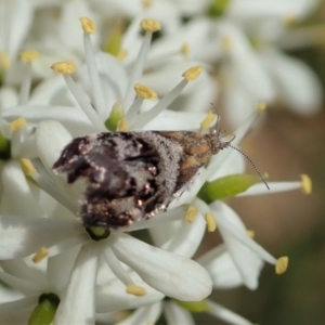 Tebenna micalis at Cook, ACT - 5 Jan 2021