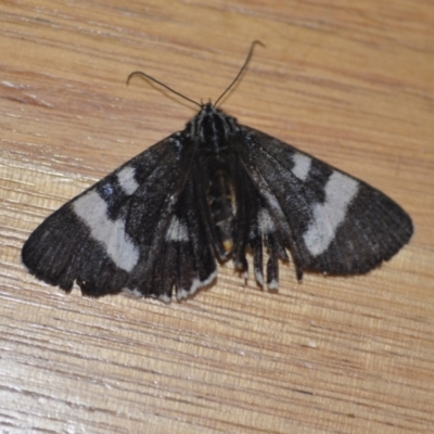 Phalaenoides glycinae (Grapevine Moth) at Wamboin, NSW - 22 Oct 2020 by natureguy