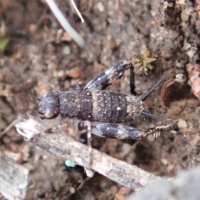 Calperum ottei (A recently described pygmy cricket) at Cook, ACT - 5 Jan 2021 by CathB