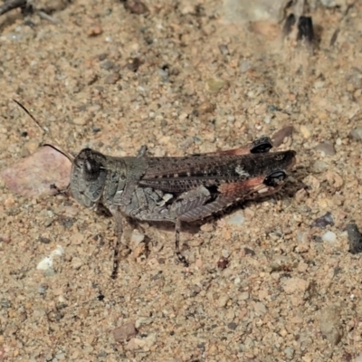 Phaulacridium vittatum (Wingless Grasshopper) at Namadgi National Park - 28 Dec 2020 by CathB