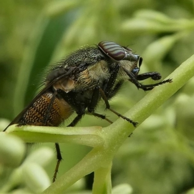 Stomorhina sp. (genus) (Snout fly) at Kambah, ACT - 7 Jan 2021 by HarveyPerkins