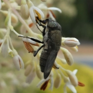 Stomorhina sp. (genus) at Kambah, ACT - 7 Jan 2021