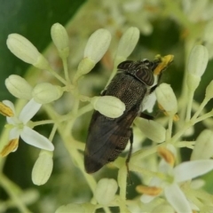 Stomorhina sp. (genus) at Kambah, ACT - 7 Jan 2021