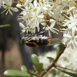 Scaptia sp. (genus) at Cook, ACT - 5 Jan 2021