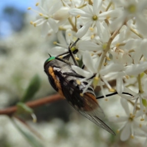 Scaptia sp. (genus) at Cook, ACT - 5 Jan 2021