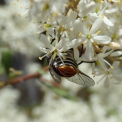 Scaptia sp. (genus) at Cook, ACT - 5 Jan 2021