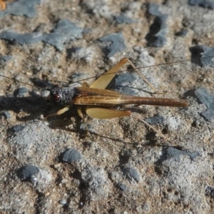 Trigonidium vittaticollis at Kambah, ACT - 4 Jan 2021