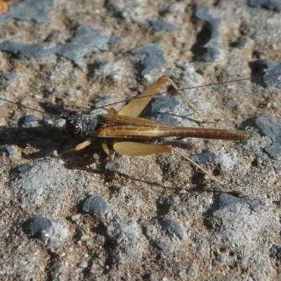 Trigonidium vittaticollis (A sword-tail cricket) at Kambah, ACT - 4 Jan 2021 by HarveyPerkins