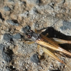 Trigonidium vittaticollis at Kambah, ACT - 4 Jan 2021