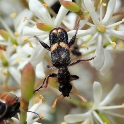 Eleale pulchra (Clerid beetle) at Mount Painter - 6 Jan 2021 by CathB