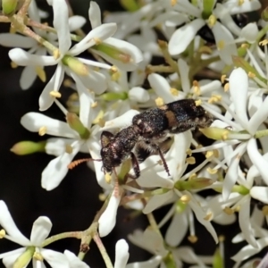 Eleale pulchra at Cook, ACT - 6 Jan 2021