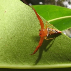 Arkys walckenaeri (Triangle spider) at Acton, ACT - 7 Jan 2021 by HelenCross