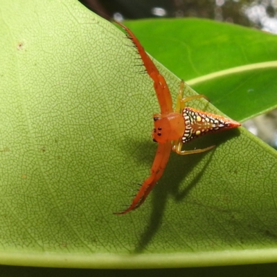 Arkys walckenaeri (Triangle spider) at Acton, ACT - 7 Jan 2021 by HelenCross