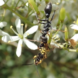 Myrmecia sp., pilosula-group at Cook, ACT - 5 Jan 2021