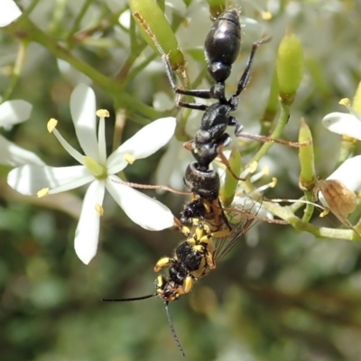 Myrmecia sp., pilosula-group (Jack jumper) at Mount Painter - 5 Jan 2021 by CathB