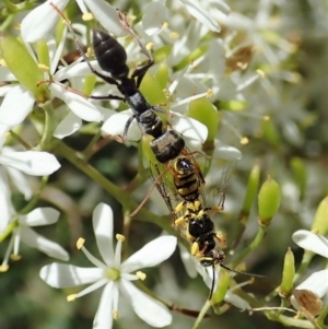 Myrmecia sp., pilosula-group at Cook, ACT - 5 Jan 2021