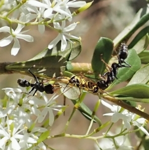 Myrmecia sp., pilosula-group at Cook, ACT - 5 Jan 2021