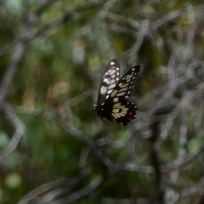 Papilio anactus (Dainty Swallowtail) at Red Hill Nature Reserve - 9 Dec 2020 by TomT