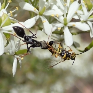 Tiphiidae (family) at Cook, ACT - 5 Jan 2021 12:42 PM