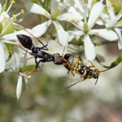 Tiphiidae sp. (family) (Unidentified Smooth flower wasp) at Cook, ACT - 5 Jan 2021 by CathB