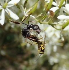 Tiphiidae (family) at Cook, ACT - 5 Jan 2021