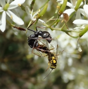 Tiphiidae (family) at Cook, ACT - 5 Jan 2021 12:42 PM