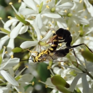 Tiphiidae (family) at Cook, ACT - 5 Jan 2021 12:42 PM