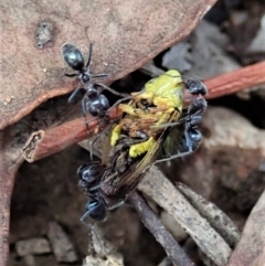 Iridomyrmex rufoniger (Tufted Tyrant Ant) at Mount Painter - 5 Jan 2021 by CathB