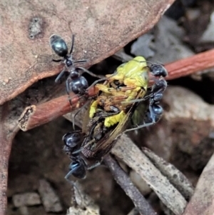 Iridomyrmex rufoniger at Cook, ACT - 5 Jan 2021 12:50 PM