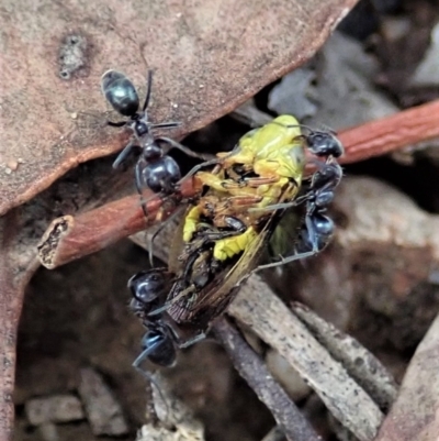 Iridomyrmex rufoniger (Tufted Tyrant Ant) at Cook, ACT - 5 Jan 2021 by CathB
