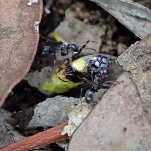 Iridomyrmex rufoniger at Cook, ACT - 5 Jan 2021 12:50 PM