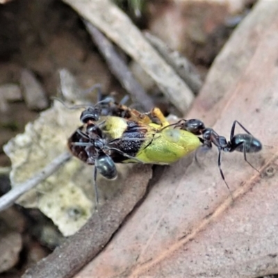 Chaetophyes compacta (Tube spittlebug) at Mount Painter - 5 Jan 2021 by CathB