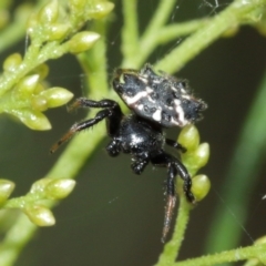 Austracantha minax (Christmas Spider, Jewel Spider) at ANBG - 7 Jan 2021 by TimL