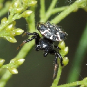 Austracantha minax at Downer, ACT - 7 Jan 2021