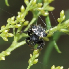 Austracantha minax at Downer, ACT - 7 Jan 2021