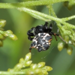 Austracantha minax at Downer, ACT - suppressed