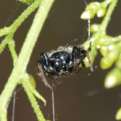 Austracantha minax at Downer, ACT - 7 Jan 2021