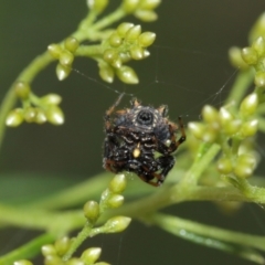 Austracantha minax at Downer, ACT - 7 Jan 2021