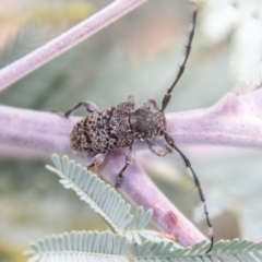 Ancita australis (Longicorn or longhorn beetle) at Coree, ACT - 6 Jan 2021 by SWishart