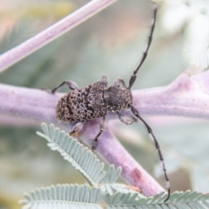 Ancita australis at Coree, ACT - 6 Jan 2021 09:55 AM