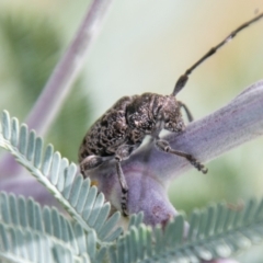 Ancita australis at Coree, ACT - 6 Jan 2021