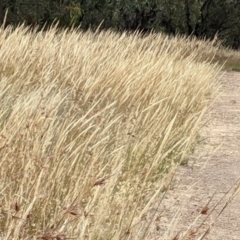 Austrostipa densiflora (Foxtail Speargrass) at Forde, ACT - 1 Jan 2021 by abread111