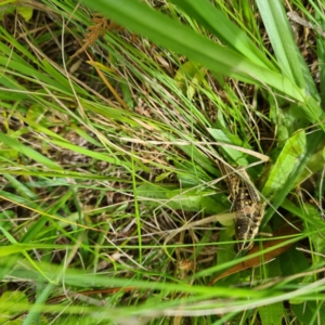 Monistria concinna at Numbugga, NSW - 1 Jan 2021 11:53 AM