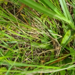 Unidentified Grasshopper (Acrididae) (TBC) at Numbugga, NSW - 1 Jan 2021 by roachie