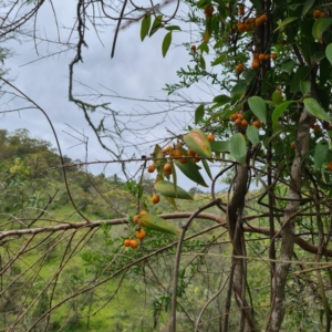 Eustrephus latifolius at Numbugga, NSW - 1 Jan 2021