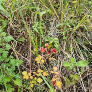 Rubus parvifolius at Numbugga, NSW - 1 Jan 2021