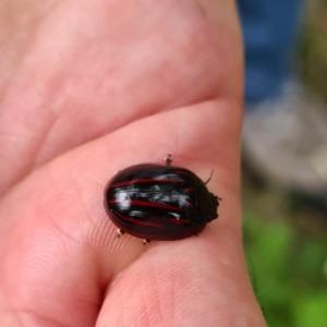 Paropsisterna semivittata at Numbugga, NSW - 1 Jan 2021 11:39 AM