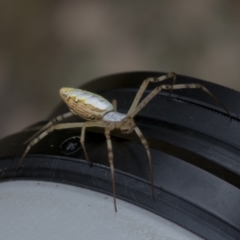 Runcinia acuminata (Pointy Crab Spider) at Hawker, ACT - 6 Jan 2021 by AlisonMilton