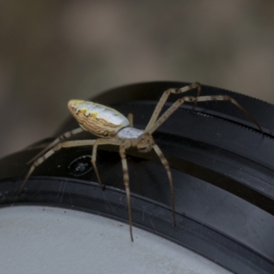 Runcinia acuminata (Pointy Crab Spider) at The Pinnacle - 5 Jan 2021 by AlisonMilton