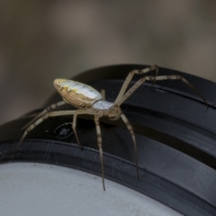 Unidentified Other hunting spider at Hawker, ACT - 5 Jan 2021 by AlisonMilton